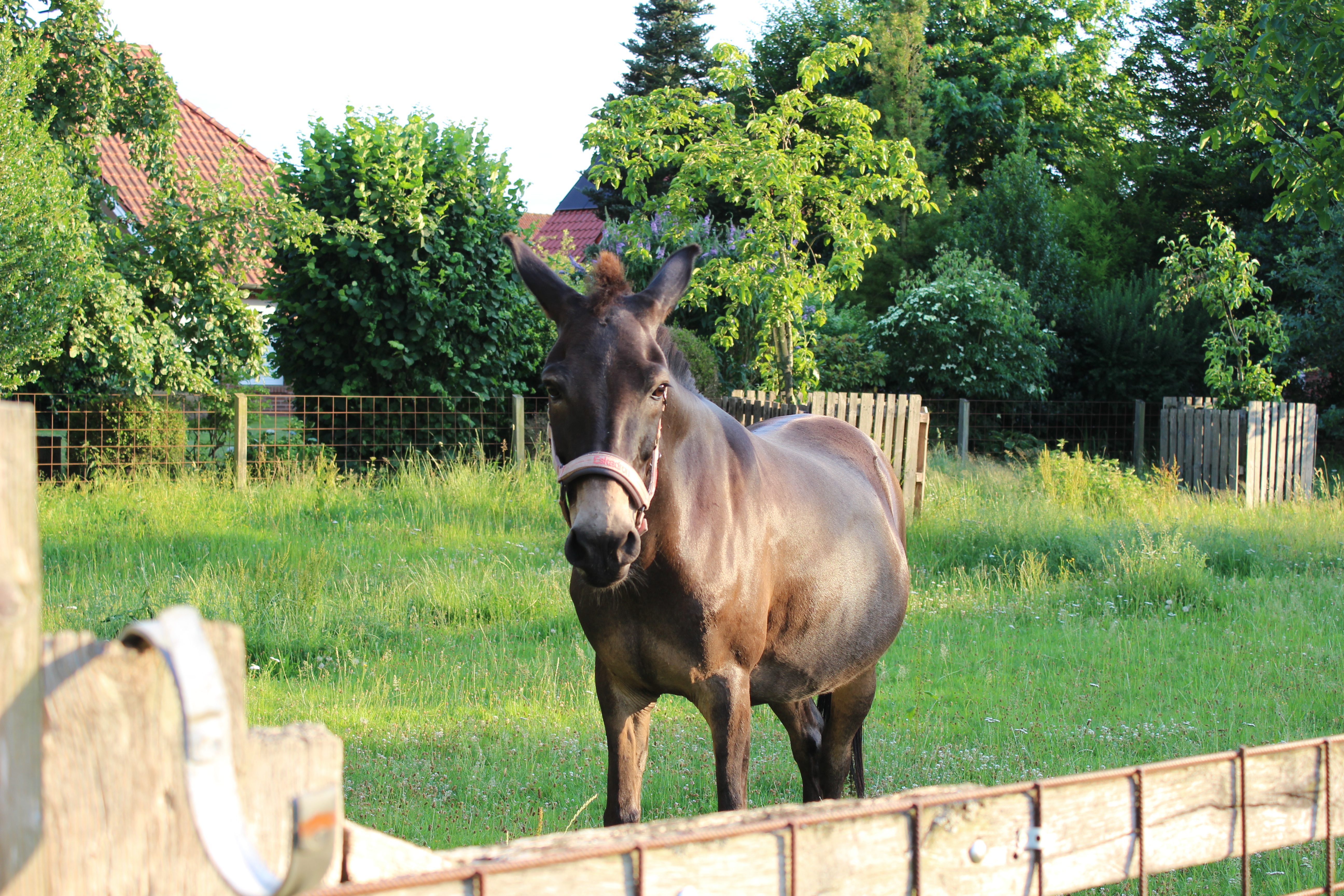 Natürliches Tierfoto